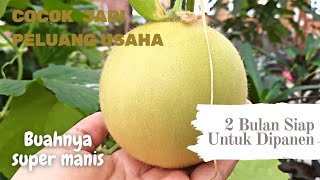 Buah Paling Cepat Panen Jadi Peluang Usaha Menjanjikan