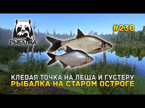 Клевая точка на Леща и Густеру. Рыбалка на Старом Остроге - Русская Рыбалка 4 #230