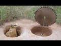 Easy underground quail bird trap using big wood cutting diy bird trap