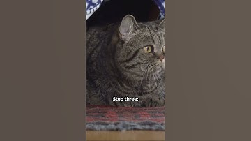 invideo ai 1080 Hide and Seek  Feline Edition 2024 03 16 #shorts