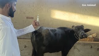 Uses oxytocin injection for milking at village farm