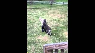 Girl Gives Goat A Piggy Back Ride