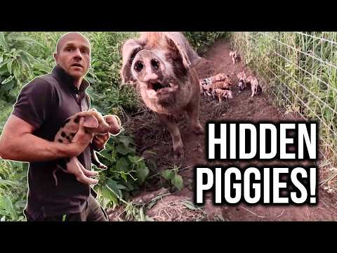 SURPRISE PIGLETS - Can't believe we missed it!