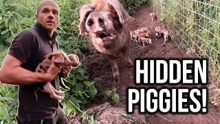 SURPRISE PIGLETS - Can't believe we missed it!