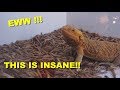 1000 Super Worms VS 10 Bearded Dragons !!! You Must Watch This !!