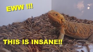 1000 Super Worms VS 10 Bearded Dragons !!! You Must Watch This !!