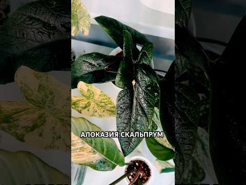 КЛУБНИ ОТ АЛОКАЗИИ СКАЛЬПРУМ!😈 #plants #алоказия #растения #скальпрум #клубни #цветы #пересадка