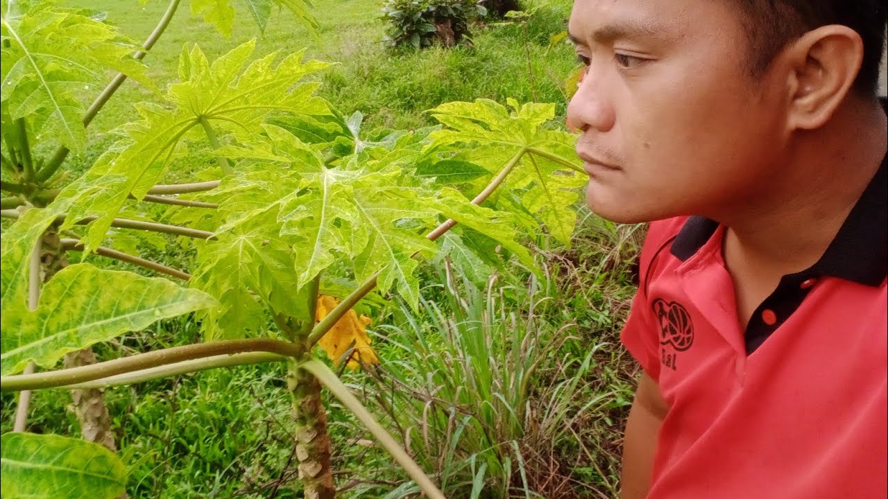 BAKIT NANGUGULOT AT NANINILAW ANG PAPAYA ? 🙄 PAANO ITO MAAIWASAN?🤔