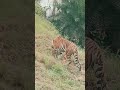 tranding Delhi Chidiyaghar video #wildlife #tranding #sorts #shorts #2026 #sports #delhipolice#tiger