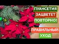 РОЖДЕСТВЕНСКАЯ ЗВЕЗДА ЗАЦВЕТЕТ ПОВТОРНО, ЕСЛИ ОБЕСПЕЧИТЬ ПРАВИЛЬНЫЙ УХОД!