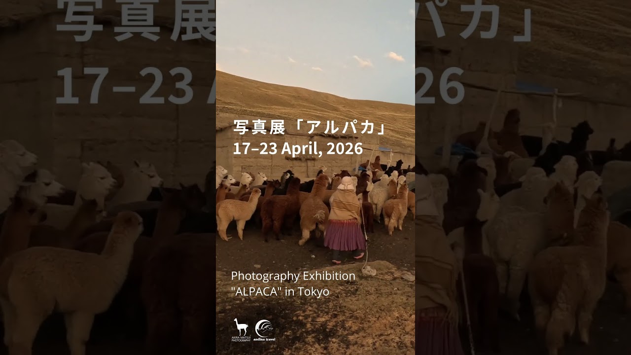 アルパカの大地 – Living with Alpaca #アルパカ #alpaca - YouTube