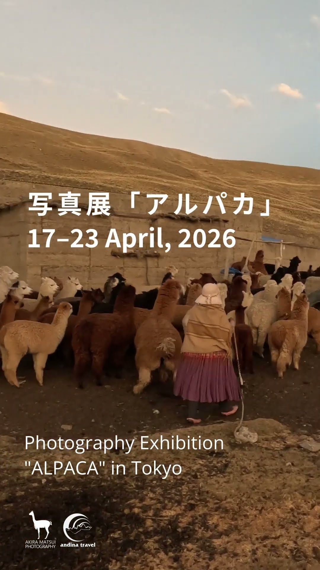 アルパカの大地 – Living with Alpaca #アルパカ #alpaca - YouTube