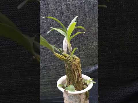 How Amazing To Grow Orchids Propagate Plant Fast And Easy 4369