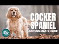 Cocker Spaniel Dog Breed Guide | Dogs 101 - Cocker Spaniel