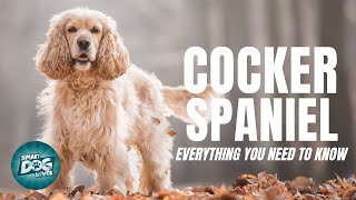 Cocker Spaniel Dog Breed Guide | Dogs 101  Cocker Spaniel