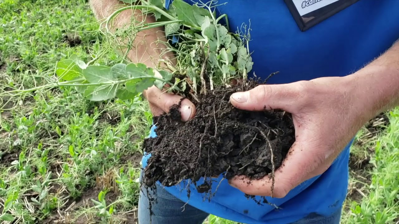 Pulse School: Taking a closer look at pea leaf weevil pressure