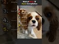 Best of Dogs 🐺 Awoo Compilation #Shorts #Weeklyfluff