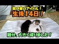 【母猫は1歳】子猫が子ネコを育てる！ #5 生後14日目 お子達も成長！敷物を交換しました2 ((*´艸‘))ﾌﾟﾌﾟｯ