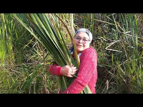 Vídeo: Colheita de taboas para alimentação - Aprenda a colher taboas