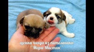 ЩЕНКАМ ЧИХУАХУА ТРИ НЕДЕЛЬКИ #ПРОДАЮЩЕНКОВЧИХУА( ПИТОМНИК "МАРИ МИСТИК" ) ЩЕНКАМ ЧИХУАХУА ТРИ НЕДЕЛЬКИ #ПРОДАЮЩЕНКОВЧИХУА( ПИТОМНИК "МАРИ МИСТИК" )