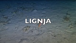 Rijedak Snimak Lignje Po Noći 4K Uhd Noćni Uron