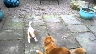 Daisy play 011.avi