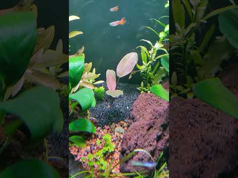 Lagenandra meeboldii red