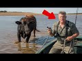 Fisherman Saves Drowning Bull — But the SHOCKING Twist Froze the Crowd