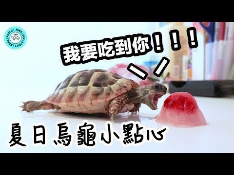 烏龜🐢吃冰棒｜Tortoise Loves 🍓Popsicles｜【小龜成長日記】