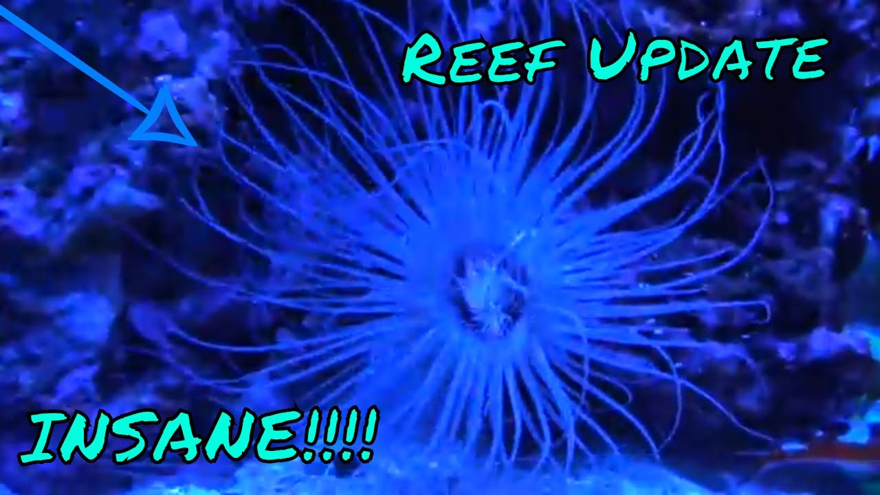 tube anemone acclimation 60 Gallon Reef Tank Series Ep. 6 | New Tube Anemone, Fish, and Feeding