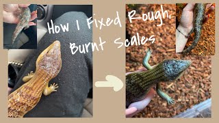 UPDATE ON MY BLUE TONGUE SKINK! | How I Fixed Rough, Burnt, Crusty Scales.