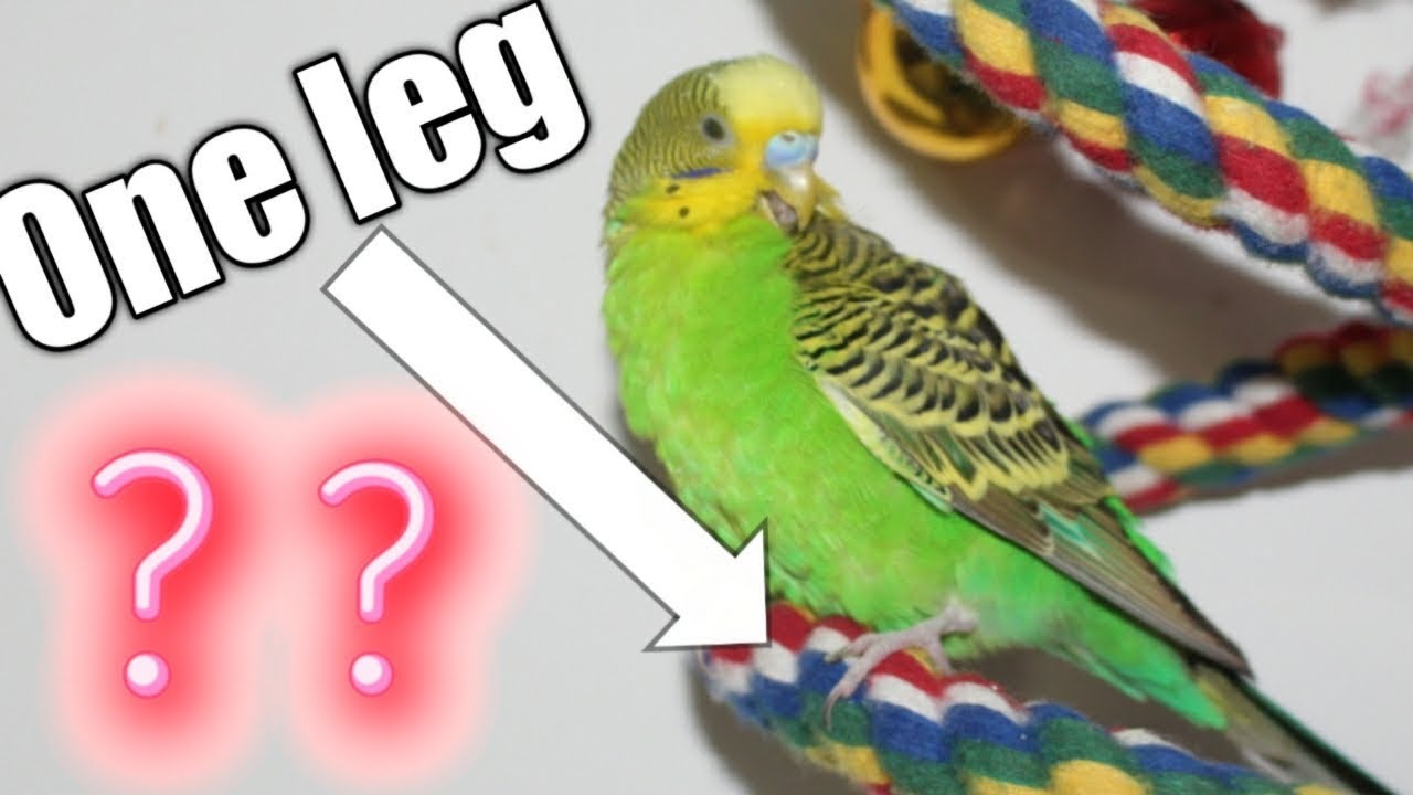 Why Does Budgie Stand On One Leg? YouTube