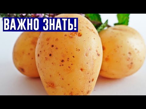 ОБЯЗАТЕЛЬНО ВЫМАЧИВАЙТЕ картофель перед приготовлением!