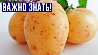 ОБЯЗАТЕЛЬНО ВЫМАЧИВАЙТЕ картофель перед приготовлением!