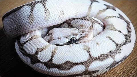 Spider Ball Python My First Snake