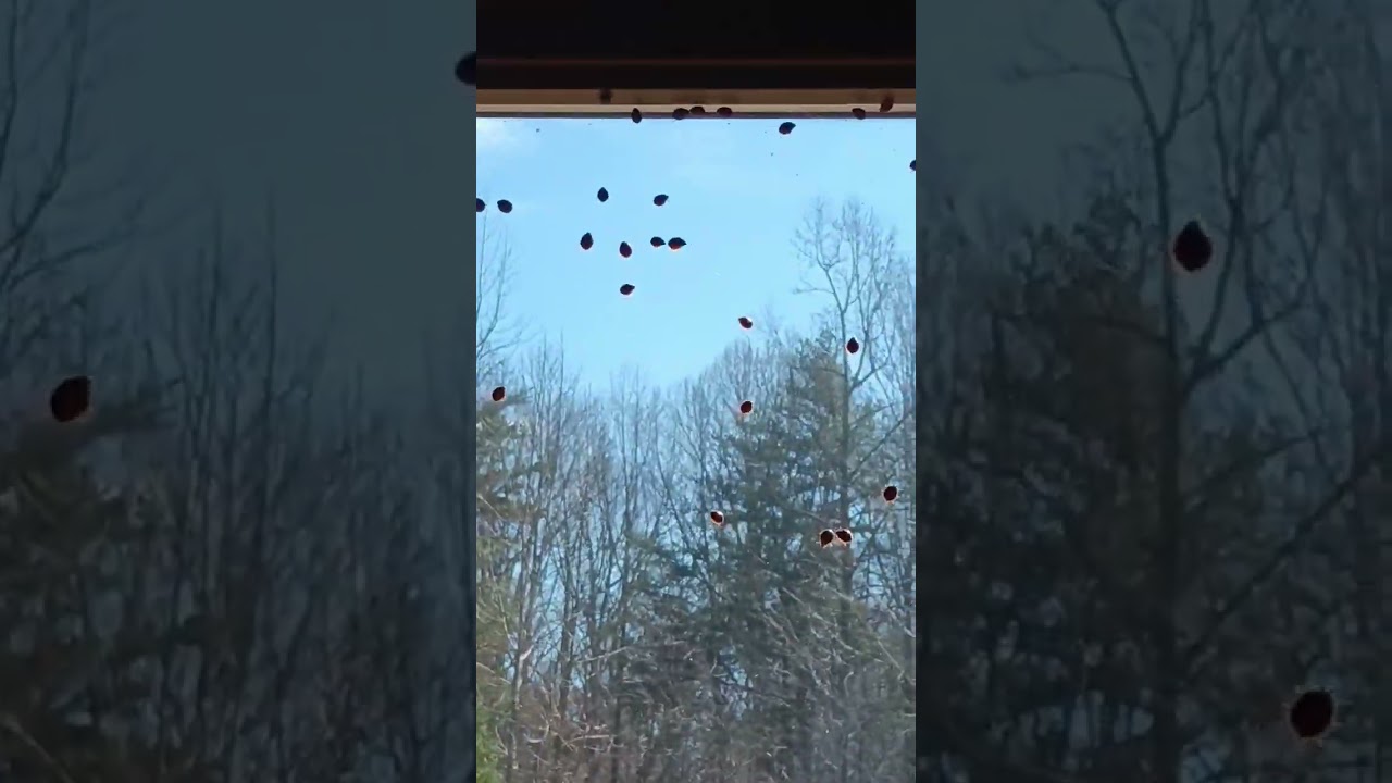 Watch lady bugs on window #bugs #pestcontrol #fypシ #dog #tiktok #shorts #viral on YouTube Watch lady bugs on window #bugs #pestcontrol #fypシ #dog #tiktok #shorts #viral on YouTube