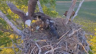 Kansas Eagles 5-24-26.  Harvey & Ellie Bring ABC 🐟🐟 for Osage & Kaw for Dinner; Kaw Claims Both! 😋