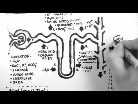 Nephron Function