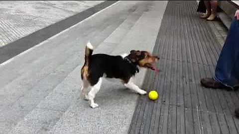 Clever dog plays fetch with himself
