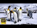 Penguins in 4K / Antartica - Sea Animals With Relaxing Music - Rare & Colorful Sea Life Video