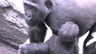 赤ちゃんゴリラに優しくゲンタロウの手が伸びる💗キンタロウ９ヶ月【京都市動物園】