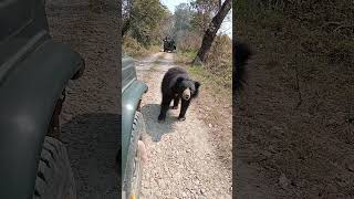 Sloth Bear at Chitwan National Park Nepal 😍| wildlife videos| short video| wildlife shorts #shorts