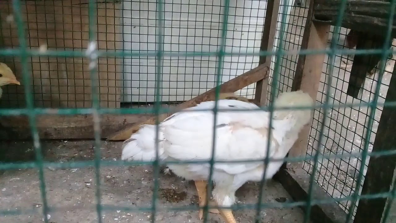 Perbedaan Ayam Kalkun Jantan dan Ayam Kalkun Betina