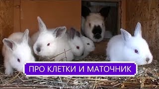 Построил КЛЕТКИ кроликам и сделал МАТОЧНИК крольчихам