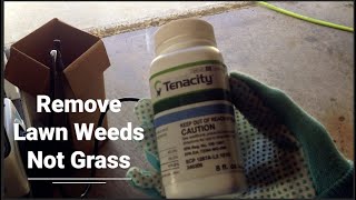 Tenacity Herbicide // Kill Weeds Without Killing Grass
