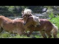 Haflinger Hengstauftrieb Soyalm