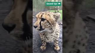 Meow or Roar - Cheetah Cub Vocalizing 🎶 #shorts #bigcats screenshot 1