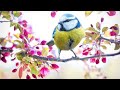 موسيقى صباحية مع زقزقة العصافير للاسترخاء ومناظر الطبيعة Birds Chirping Morning Music 