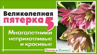 5 лучших многолетников для сада малого ухода