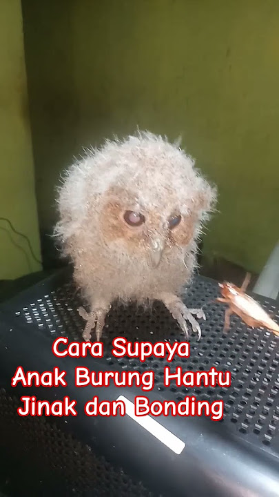Makanan Burung Hantu celepuk anakan #celepuk